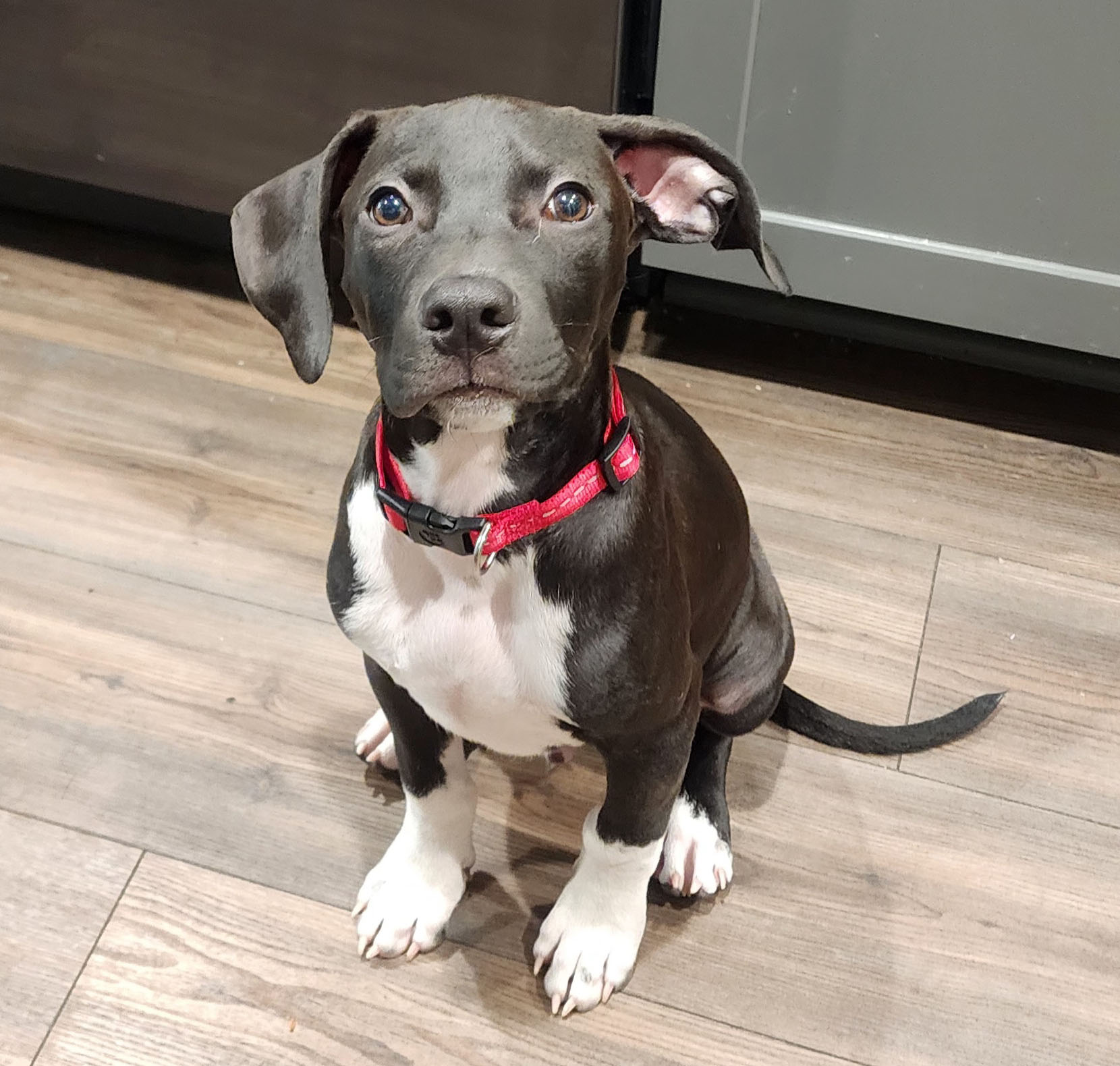Ace - Beautiful black and white dog with blue eyes